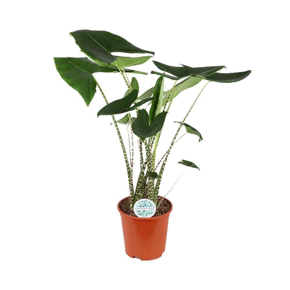 Plante d'intérieur - alocasia zebrina 120.0cm