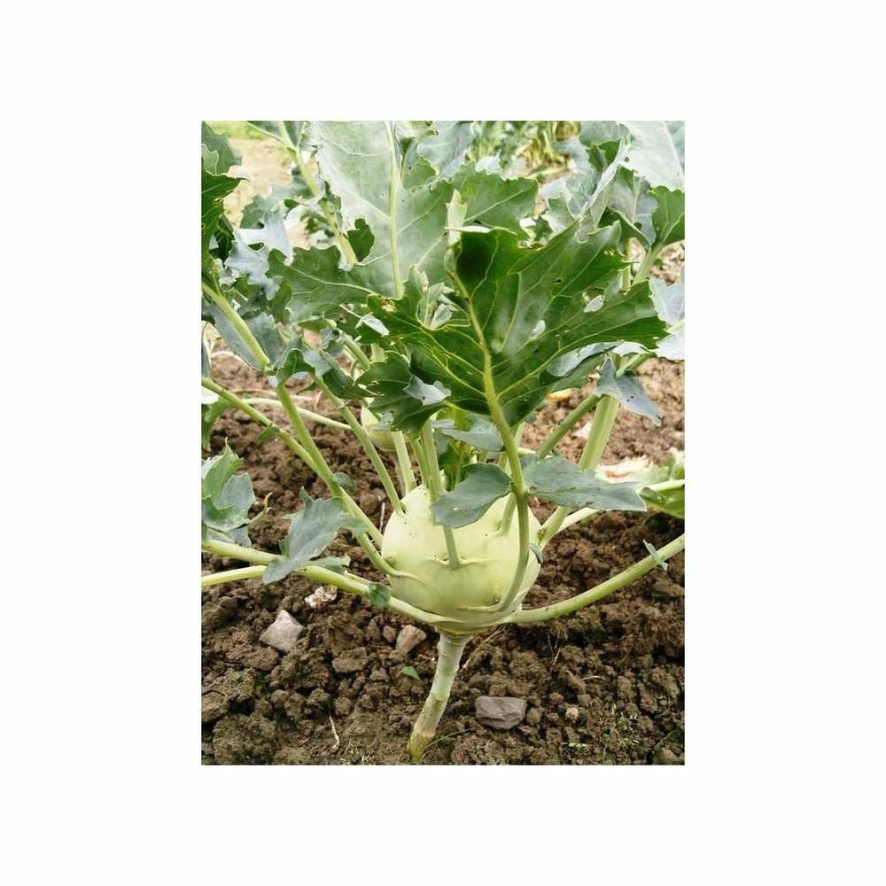 Graines de chou rave early white vienna ( blanc de vienne )