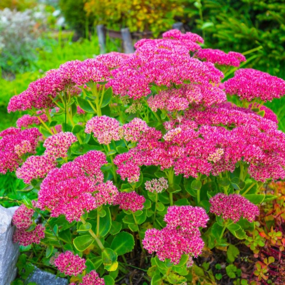 2 Orpins Remarquable 'Brilliant' (Sedum Sp…