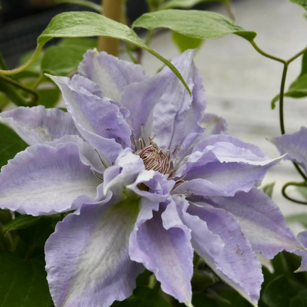 Clématite tranquilite™ 'evipo0111' pot de 1,5l - tuteur bambou 30/60 cm