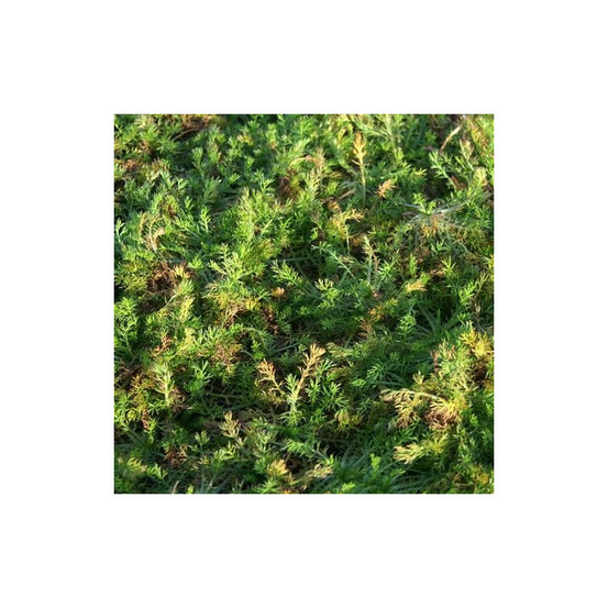 Camomille romaine rampante godet - 5/20 cm