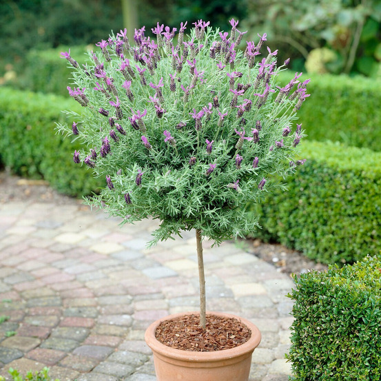 Lavande papillon sur tige - le pot / ø 15cm / tige 25-40cm / hauteur livrée 50-60cm