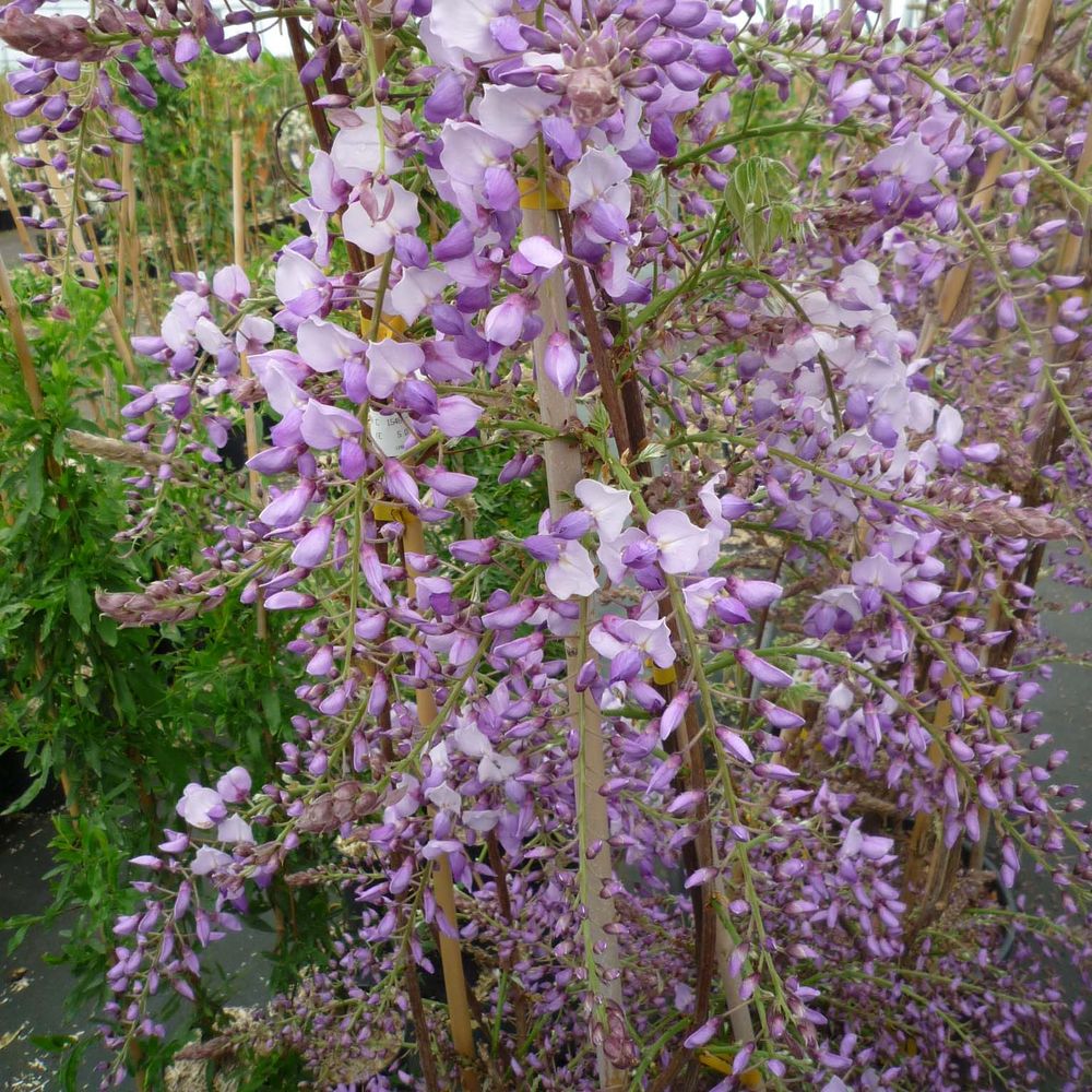 Glycine de chine 'caroline' pot de 4l/5l