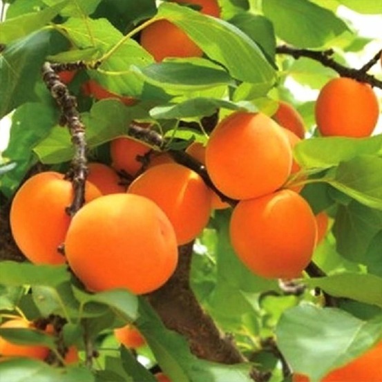 Abricotier 'Polonais' - Scion 150 cm