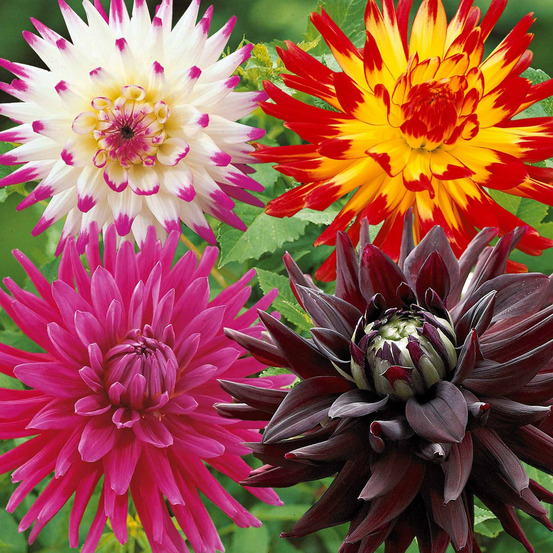8 dahlias cactus en mélange - le sachet de 8 bulbes / calibre i, vendu par lot de 2