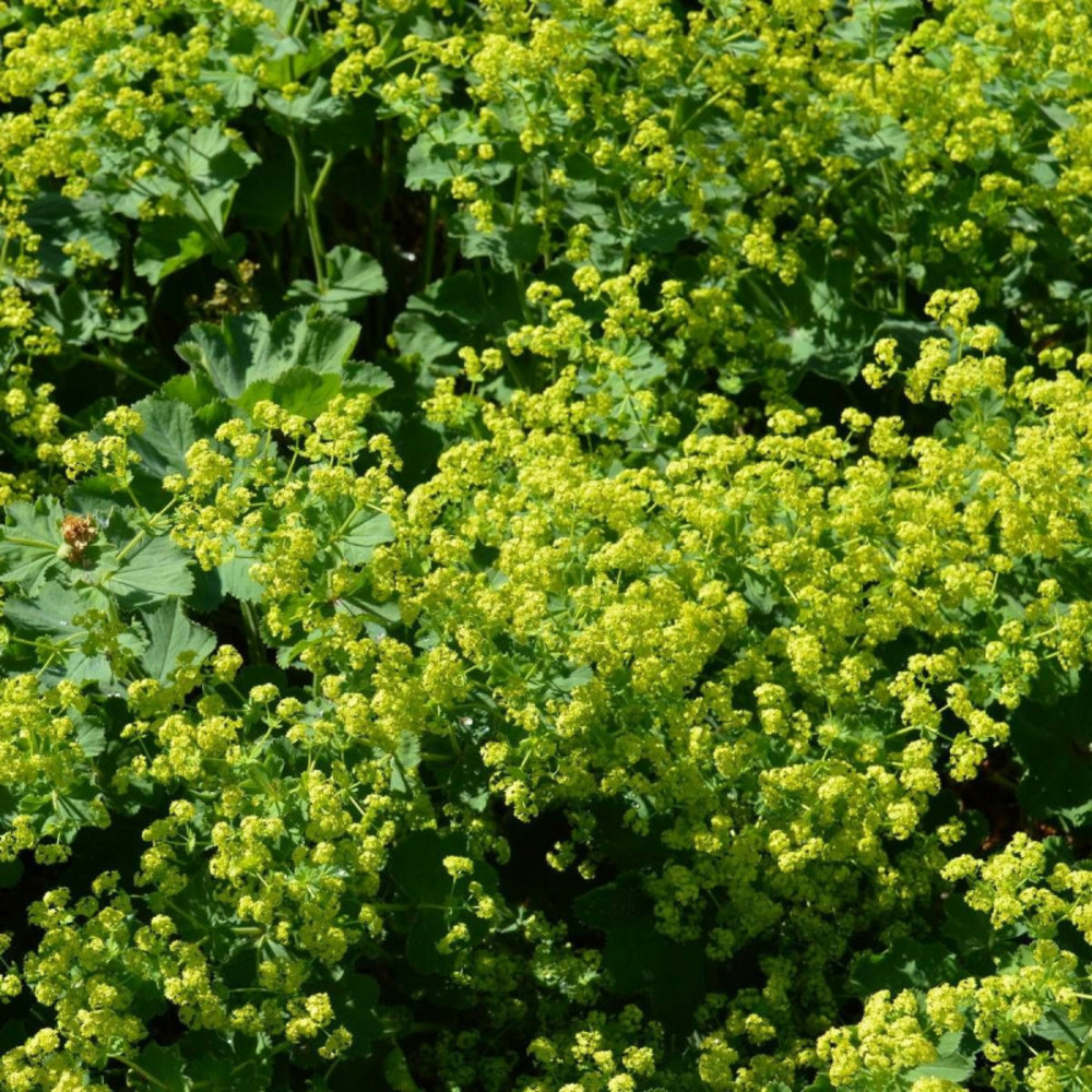 Alchemille commune mollis godet - 5/20 cm