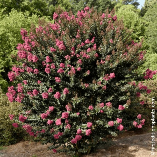 Lilas des indes plum magic®, lagerstroemia pot de 3l - touffe