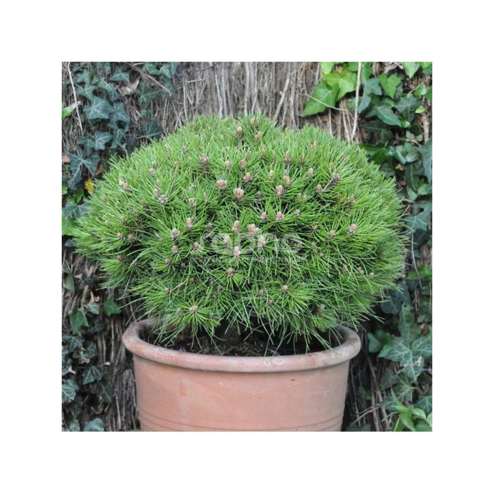 Pin noir marie bregeon®, pinus pot de 3l - 20/40 cm