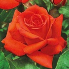 Rosier buisson kanegem - le rosier