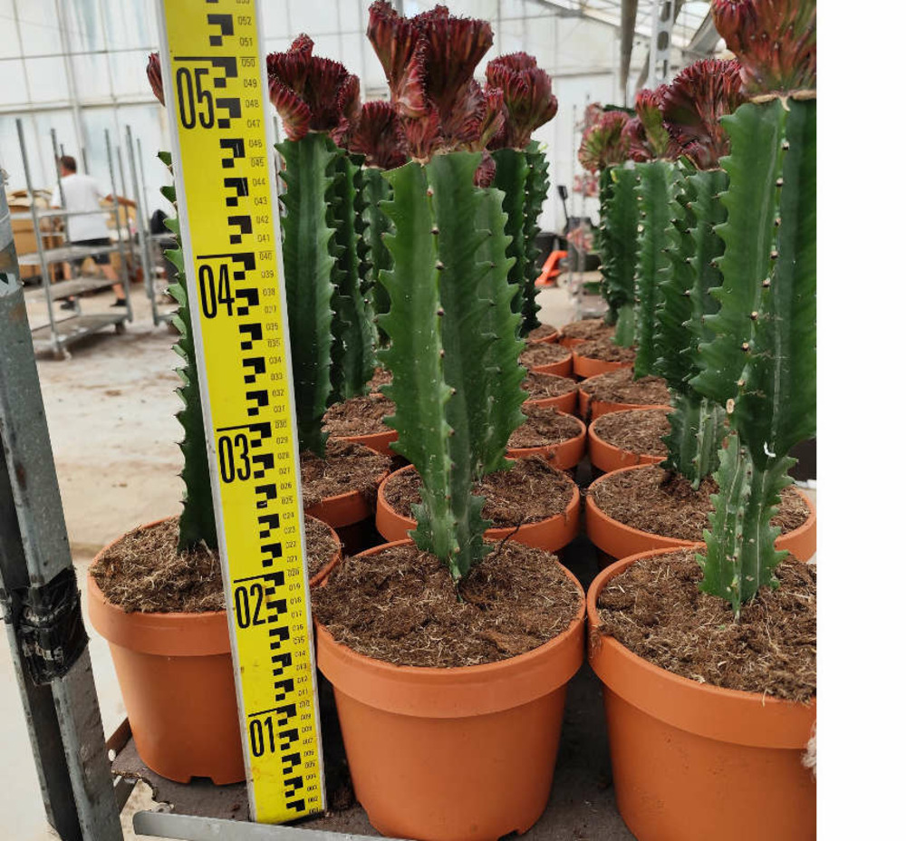 Euphorbia lactea 'cristata' pot de 3 litres - 50/60 cm