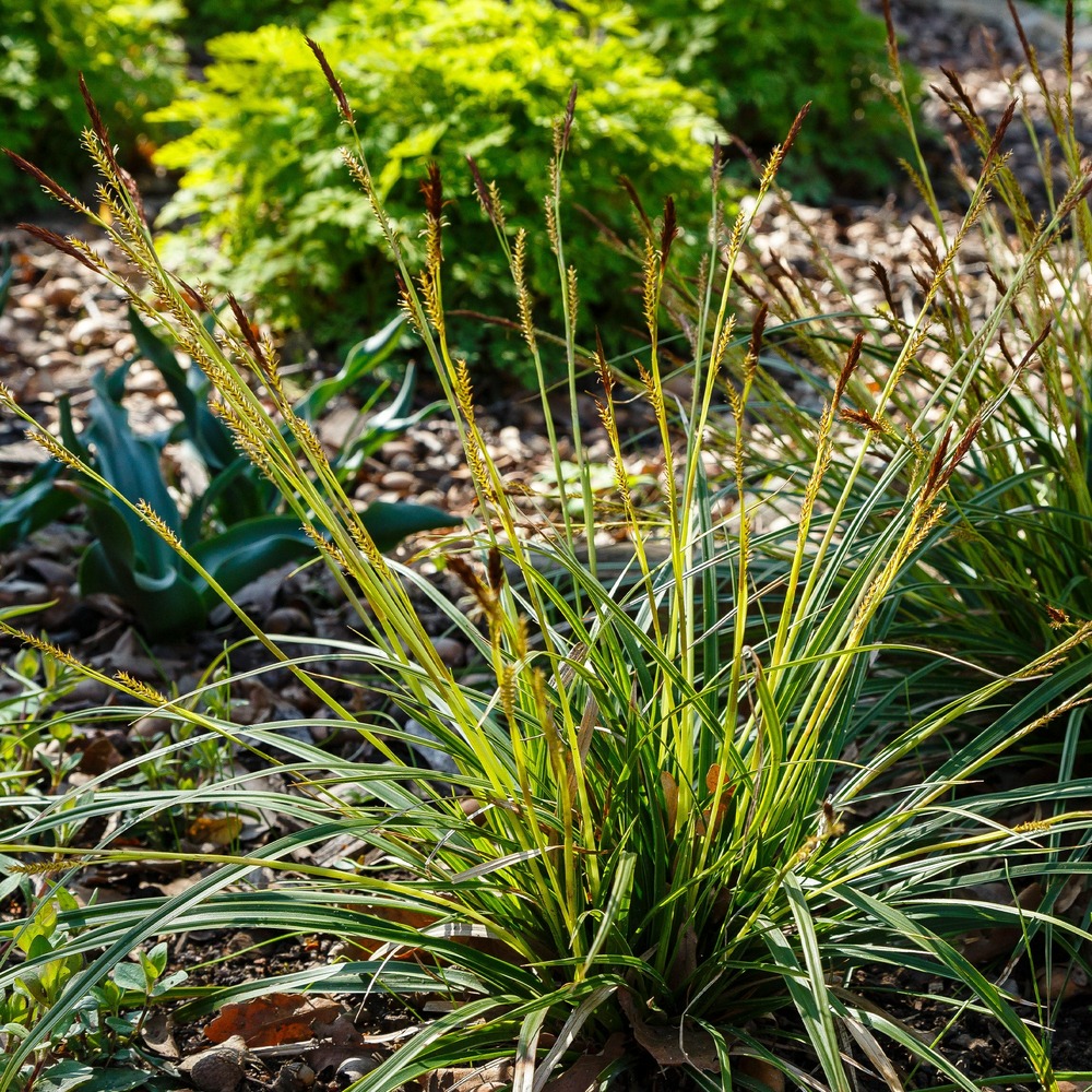 Laîche japonaise - carex morrowii - le pot / ø 9cm