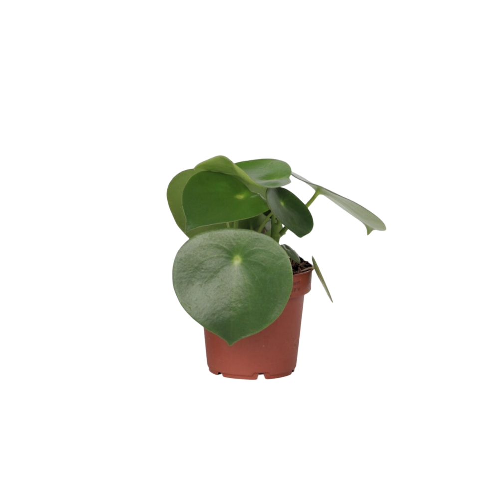 Pépéromie - peperomia polybotrya - hauteur 20-30cm - ⌀12cm