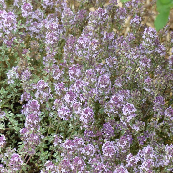 Thymus vulgaris silver posie - thym silver posie - thym argenté pot de 1,5l/2l