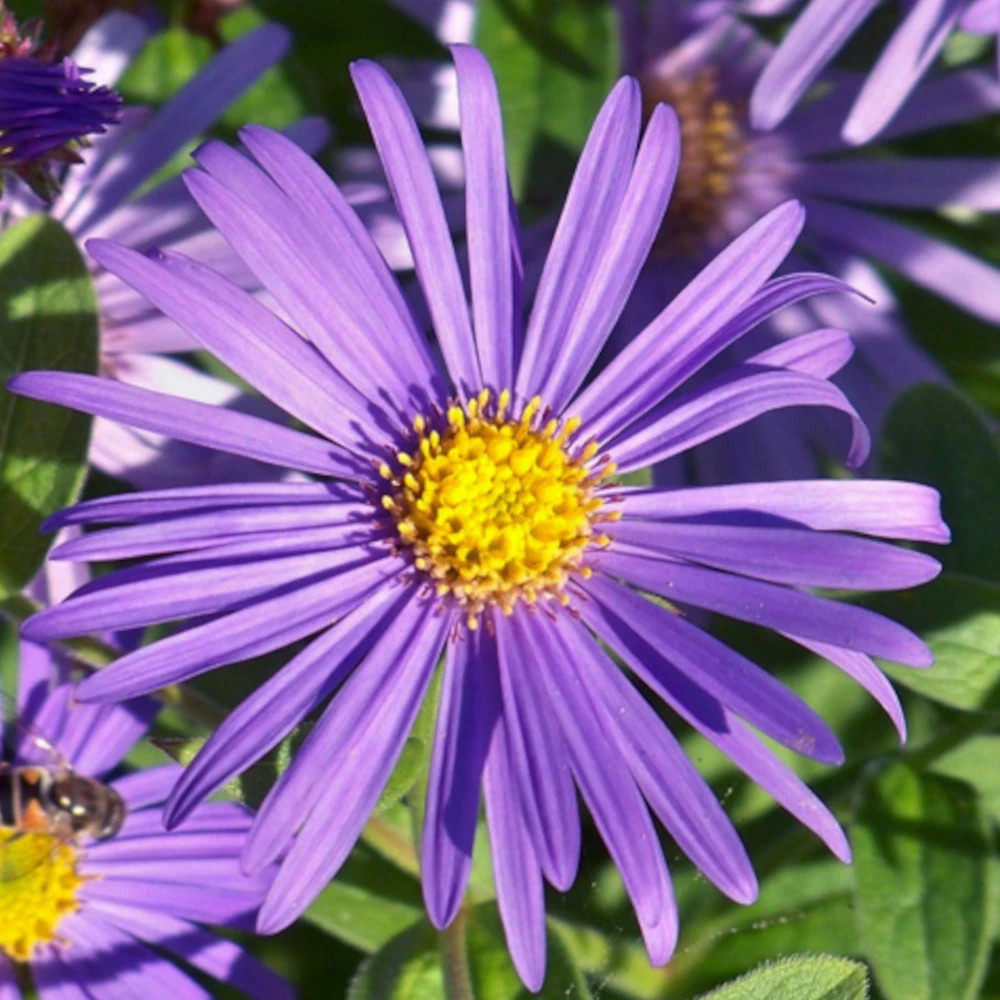 Aster d'été jungfrau lot de 3 godets
