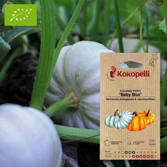Courge pepo baby boo- graines bio à semer