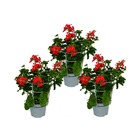 Géranium français à suspendre - pelargonium peltatum - ville de paris - pot 12cm - lot de 3 plantes - rouge