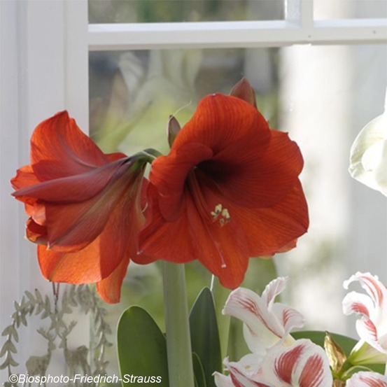Amaryllis belladonne 'red lion' bulbe calibre 30/32, extra