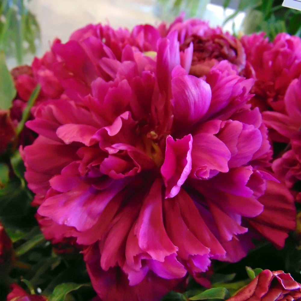 Pivoine de chine 'inspecteur lavergne' pot de 3l/4l