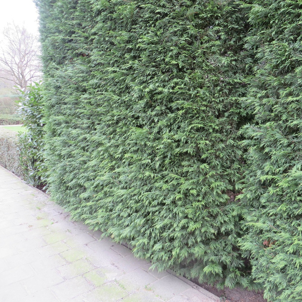 Cyprès de leyland '2001' pot de 2l/3l