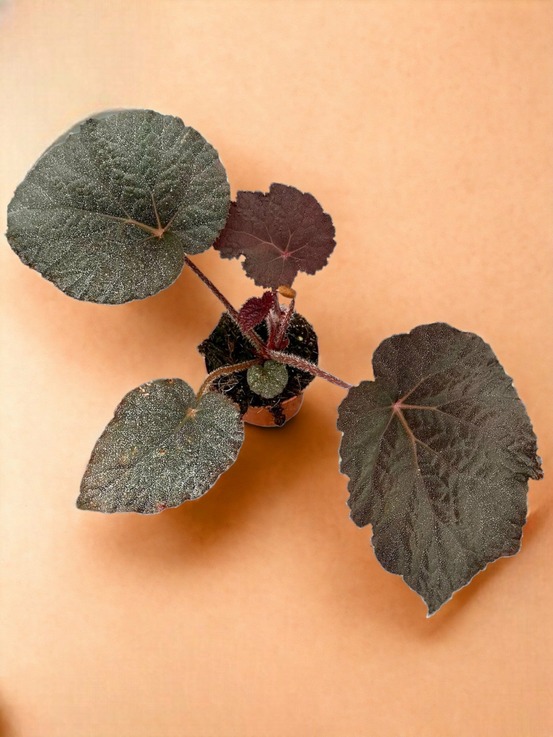Begonia taconite