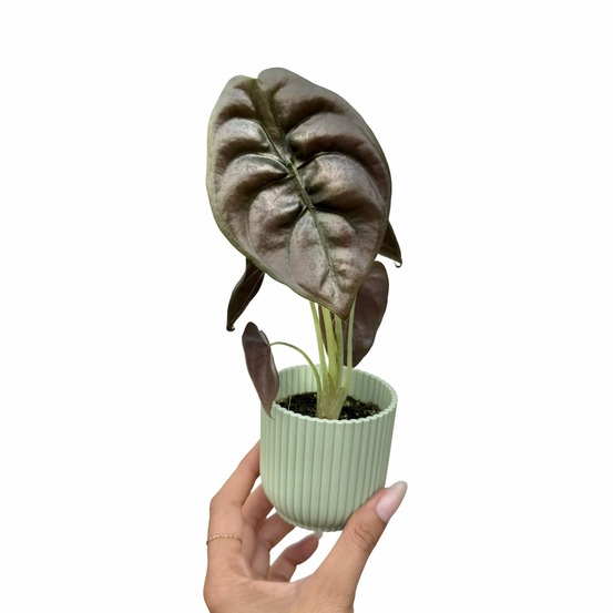 Alocasia cuprea red secret - pot de 6cm