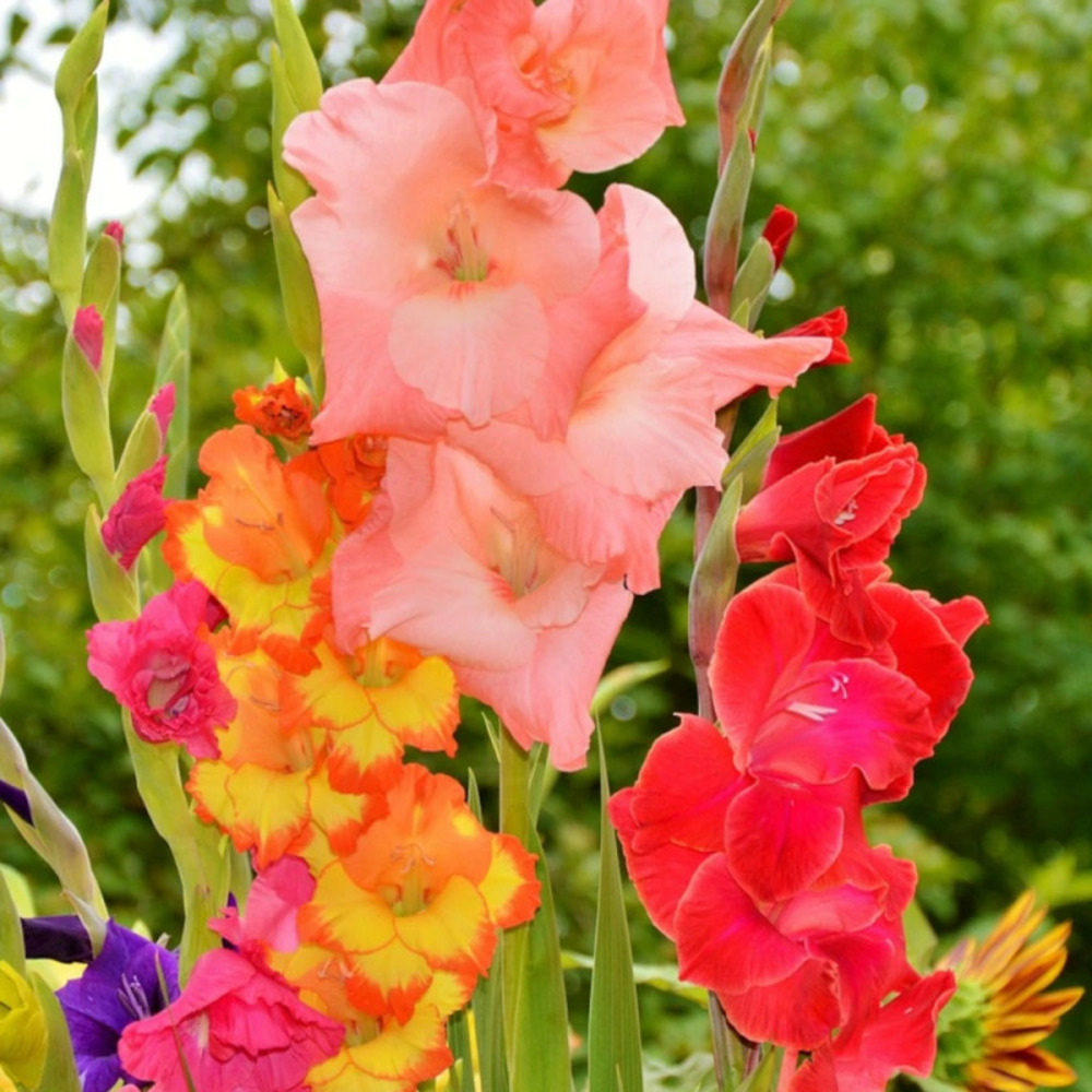 Bulbe de glaïeul à grandes fleurs mélange sachet de 25 bulbes