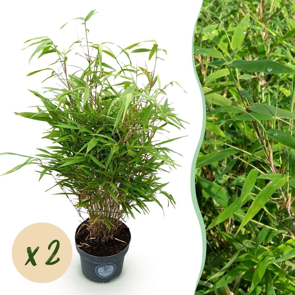 Bambou fargesia rufa - lot de 2 - pot 23 cm - hauteur 80 cm
