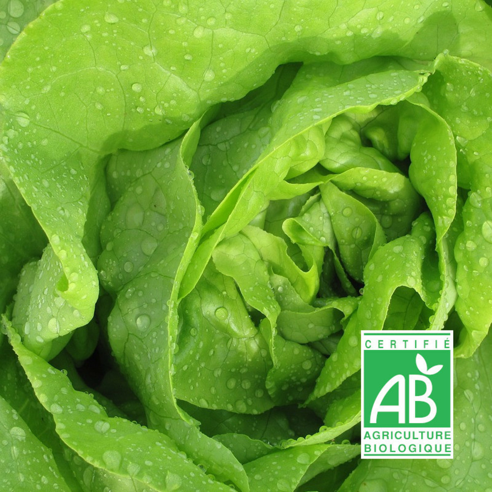 Graines de laitue pommée may queen - sans traitement - vilmorin sachet