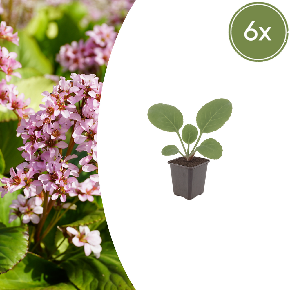 Lot de 60 - bergénie à feuilles charnues (bergenia cordifolia) 'plante des savetiers'