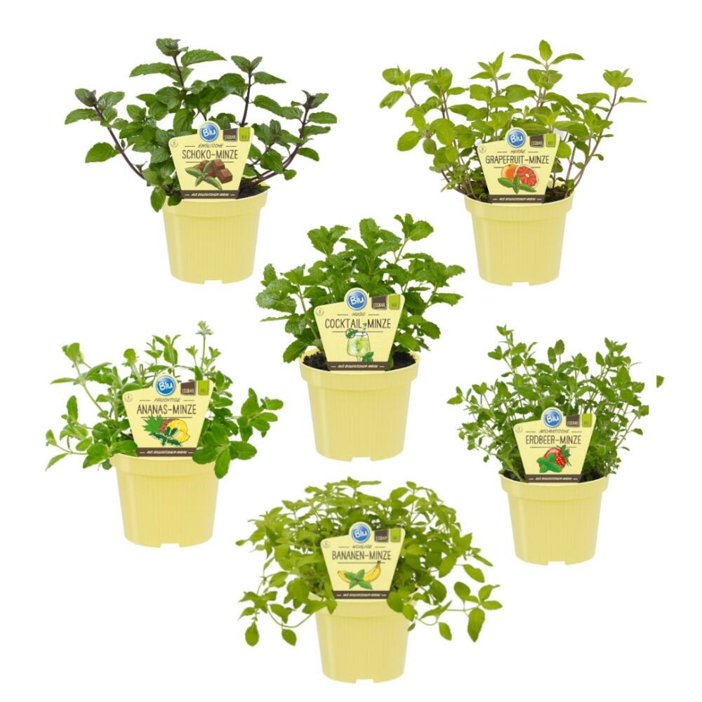 Variétés de menthe insolites - set de 6 plantes bio - ananas - banane - fraise - chocolat - hugo - pamplemousse - pot de 12cm