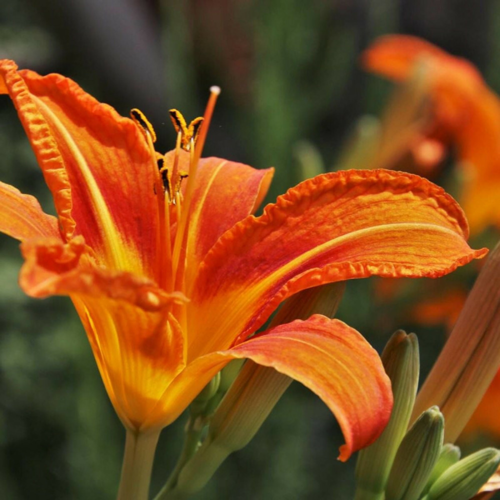 Hémérocalle burning daylight godet - 5/20 cm