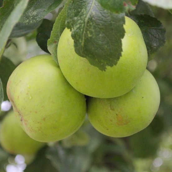 Pommier calville blanc pot de 12l - 1/2 tige - 150/175 cm
