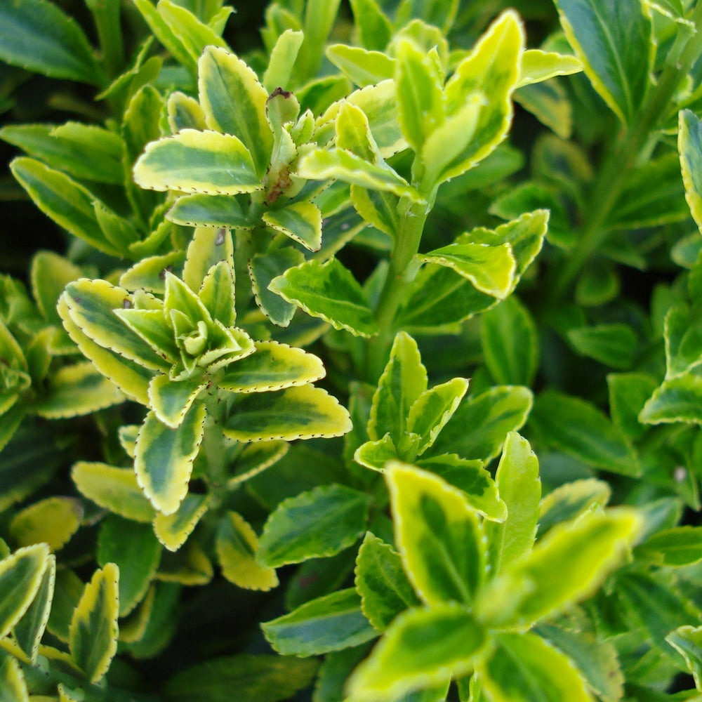 Fusain du japon aureovariegatus - le pot / ø 9cm