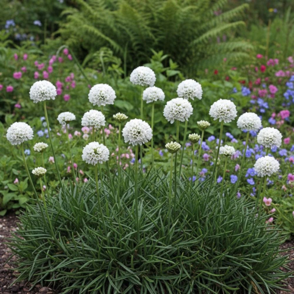 Gazon d'espagne ballerina white lot de 3 godets