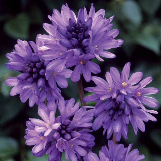 10 dichelostemma congestum - le sachet de 10 bulbes / circonférence 5cm+, vendu par lot de 4