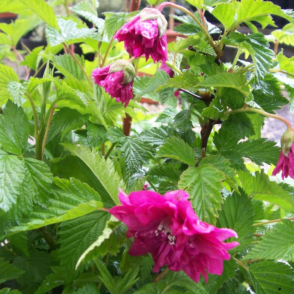 Ronce ornementale à fleurs doubles pot de 3l/4l