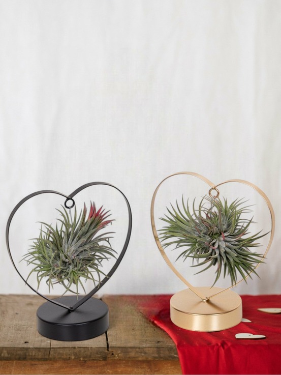Duo de tillandsia love edition cm - plante d'intérieur