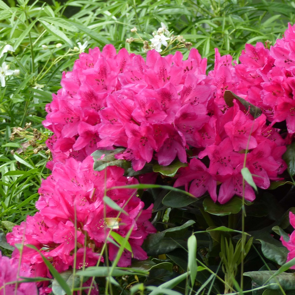 Rhododendron 'mari forte' pot de 18l/20l