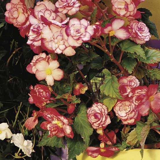 Bégonia 'bouton de rose ' bulbe calibre 5+ (par 3)