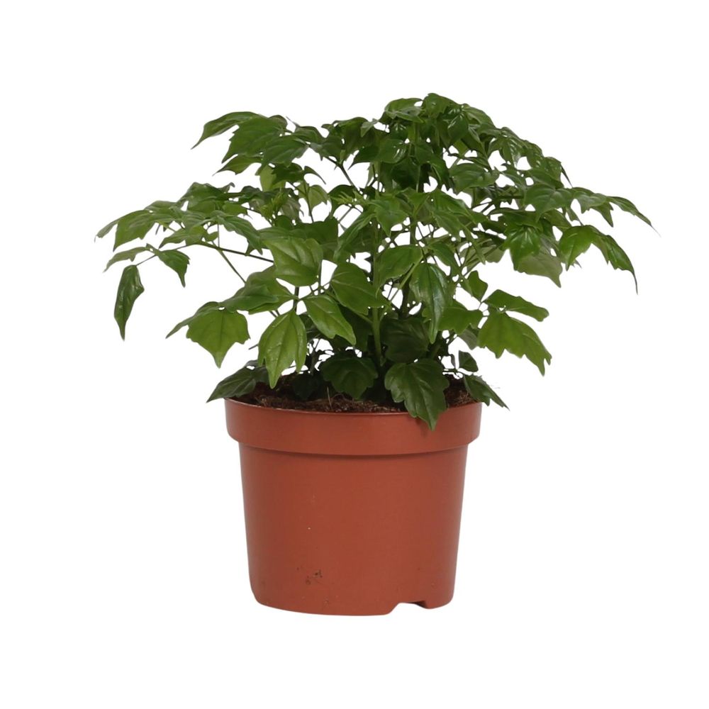 Rademachera sinica - ø12cm - ↕27cm - plantes d'intérieur
