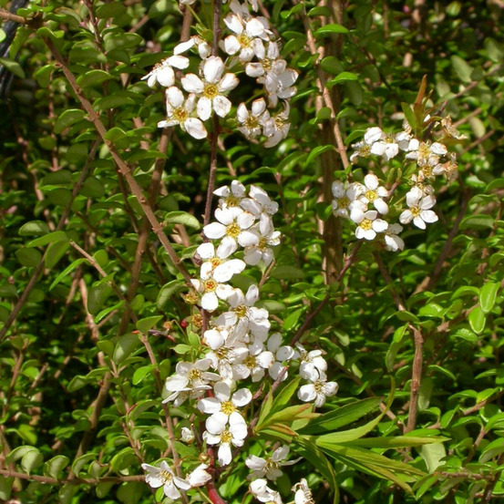 Spirée dentelée grefsheim, spiraea pot de 7,5l - 40/60 cm