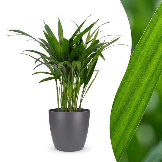 Areca lutescens - palmier areca - avec cache-pot gris - pot ø12 cm, h 45 cm