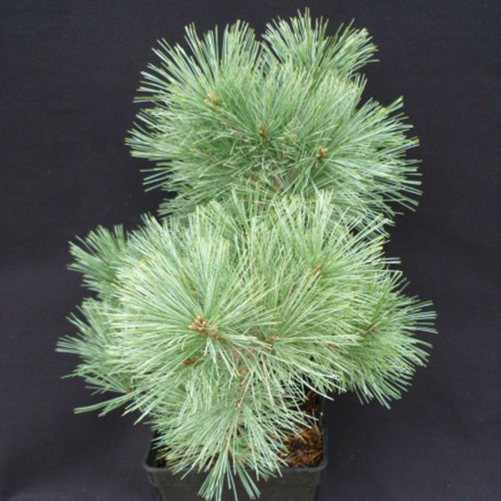 Pin blanc nain radiata, pinus pot de 5l - 40/60 cm