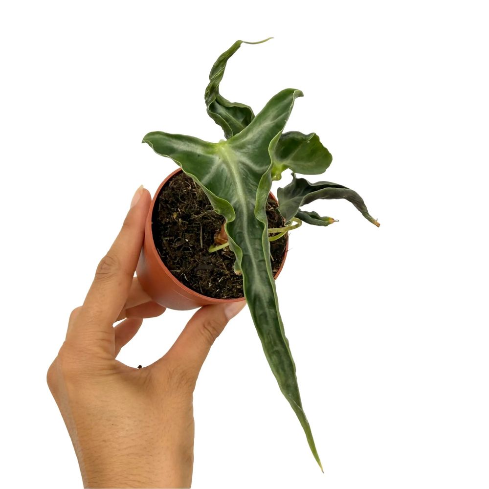 Alocasia loco - pot de 8cm - plantes d'intérieur