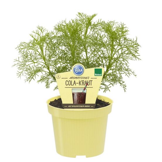 Herbe à cola qualité bio - artemisia abrotanum var. Maritima - plante aromatique en pot de 12cm