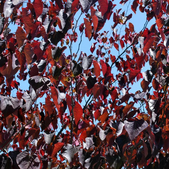 Cercis, gainier, arbre de judée merlot pot de 15l - baliveau