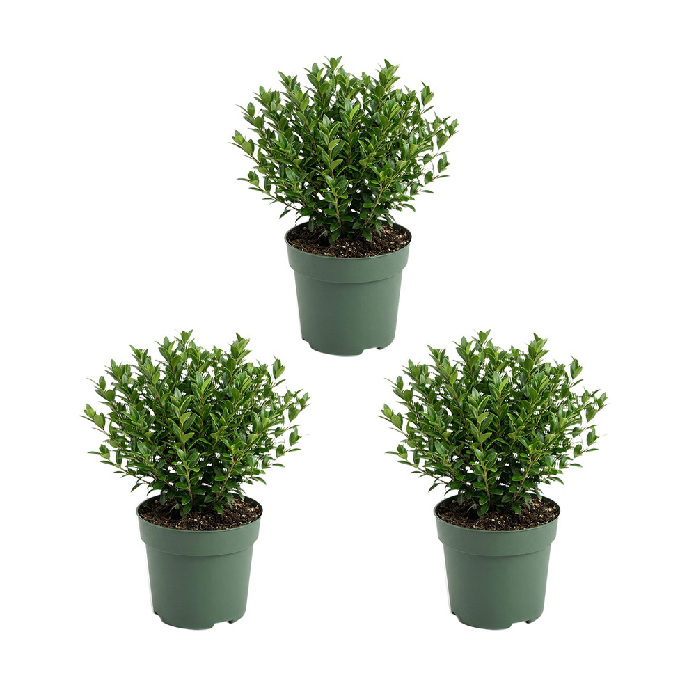 Lot de 3 - ilex crenata jenny - houx japonais - h. 10-20 cm