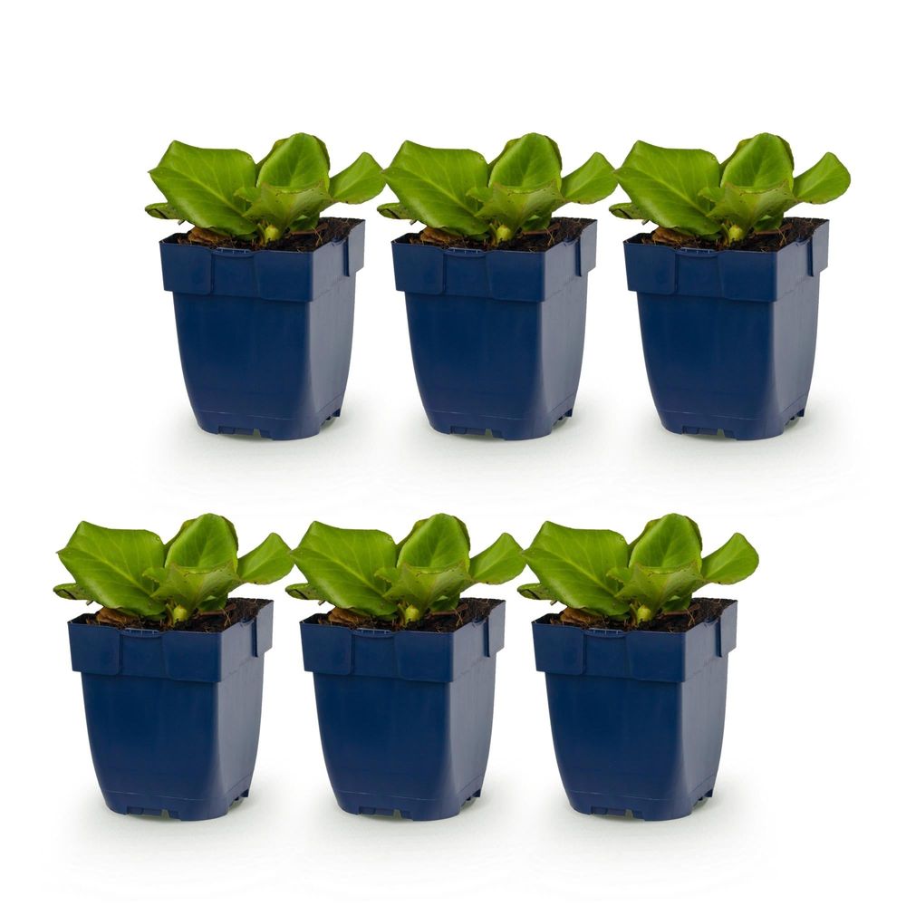 Bergénia - lot de 6 - pot 11 cm - hauteur 25 cm - plante d'extérieur
