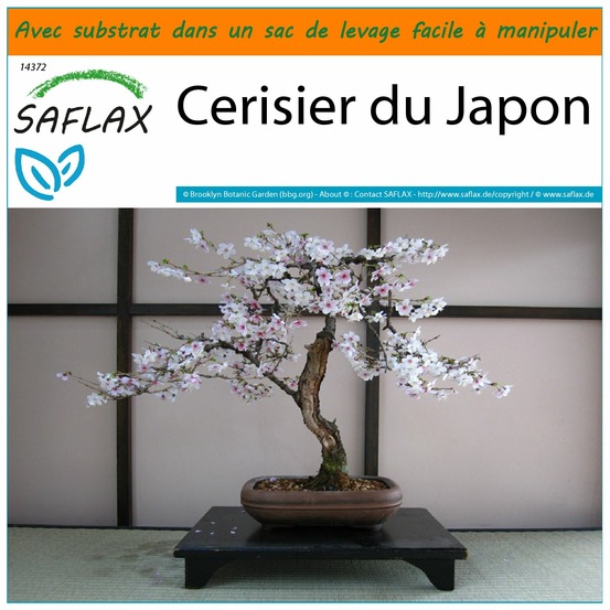 Garden in the bag - cerisier du japon - 30 graines - prunus serulata