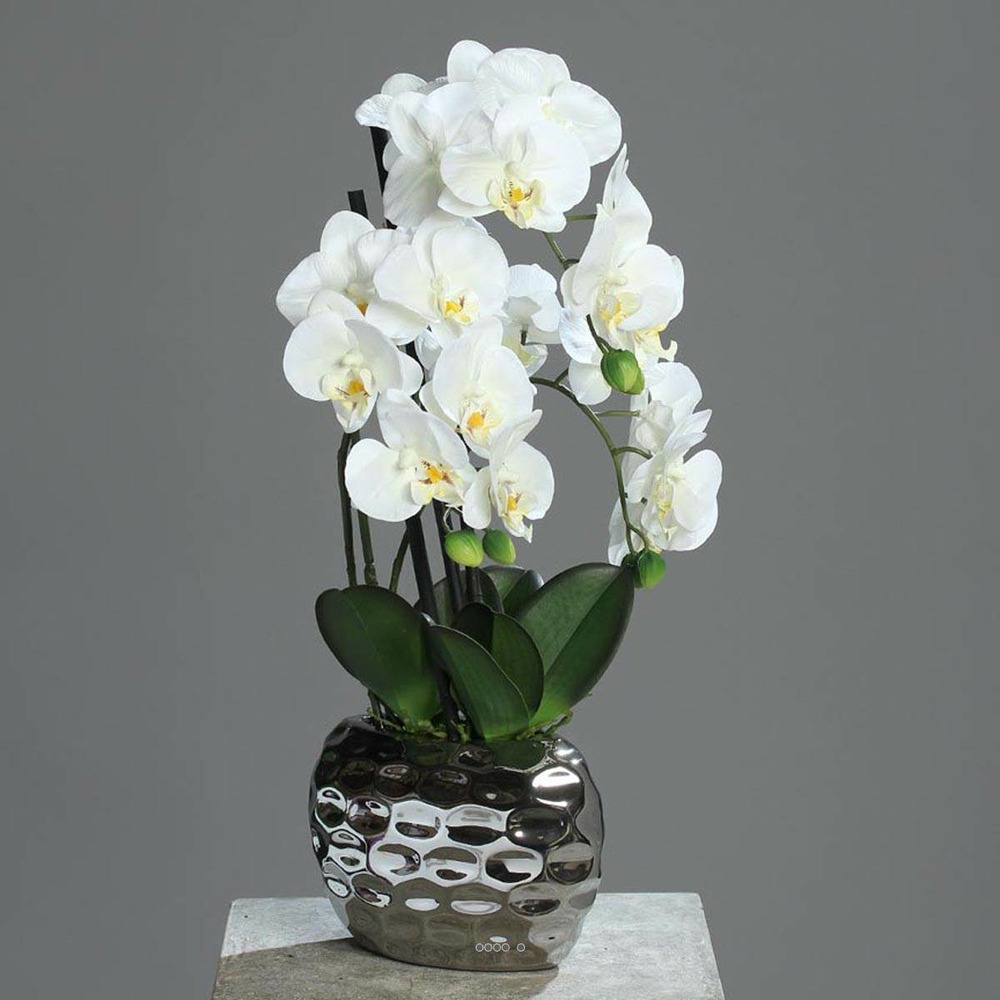 Rareté - Orchidée Bijou - pot: 7 cm 